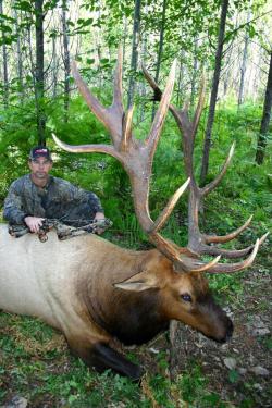 Vancouver Island Elk