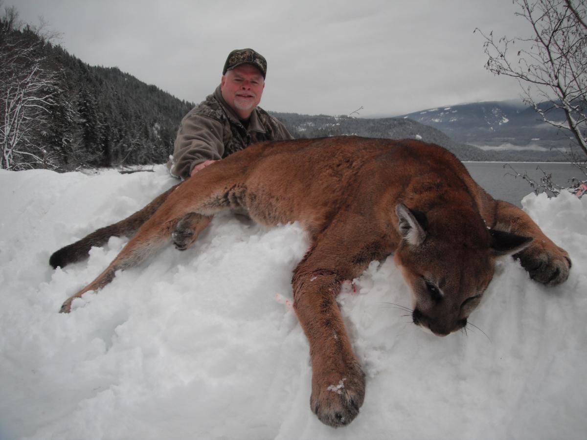 cougar