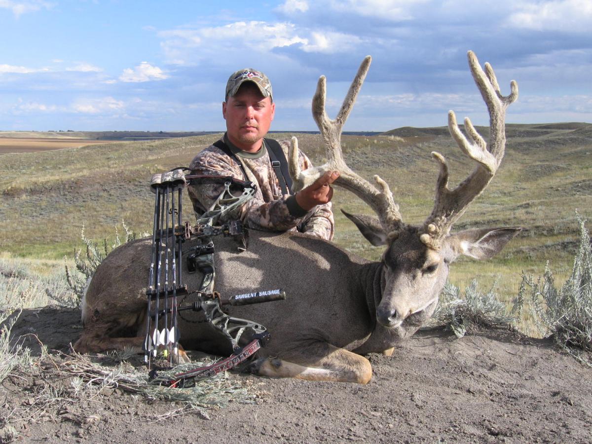 alberta mule deer