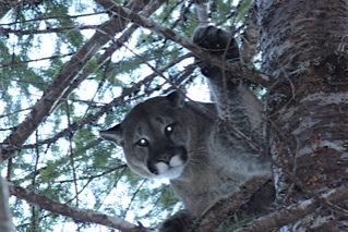 cougar